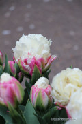 Ice Cream Tulips - Flower Bulbs 5pcs.