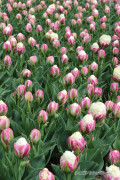 Ice Cream Tulips - Flower Bulbs 5pcs.