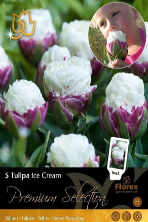 Ice Cream Tulips - Flower...