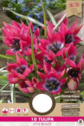 Little Beauty Tulips - Flower Bulbs 10pcs.