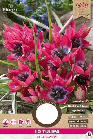 Little Beauty Tulips -...