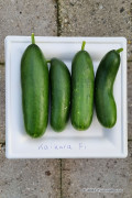 Kaikura F1 - Mini Cucumber seeds