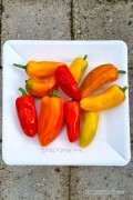 Orange Red Yellow snacking sweet peppers seeds