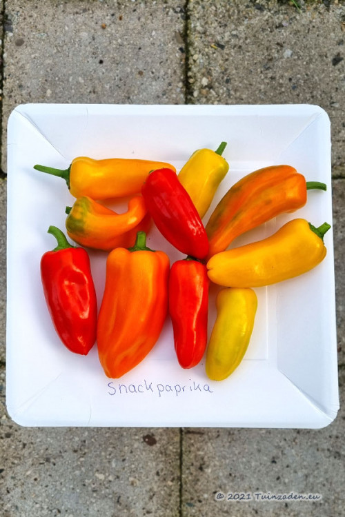 Orange Red Yellow snacking sweet peppers seeds Sweet Pepper