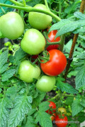 Bolstar Gimli F1 Tomato Organic seeds