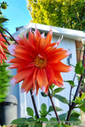 Dahlia Colour Spectacle Orange - Cactus