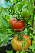 Morane F1 - Tomato seeds