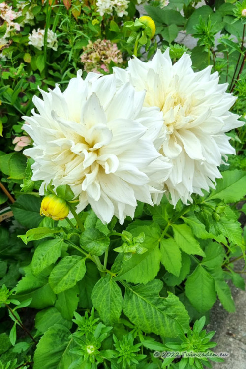 Dahlia Dinnerplate Fleurel wit Decoratief Dahlias kopen? Tuinzaden.eu