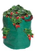 Strawberry and Spices Growbag