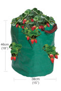 Strawberry and Spices Growbag