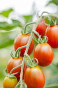 Bronzy Cherry Tomato Organic seeds
