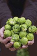 Hemera F1 Brussels sprouts Organic seeds