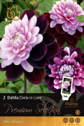 Dahlia Daria in Love (2st) - Decoratief