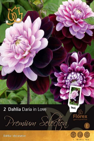 Dahlia Daria in Love (2pc) - Decorative