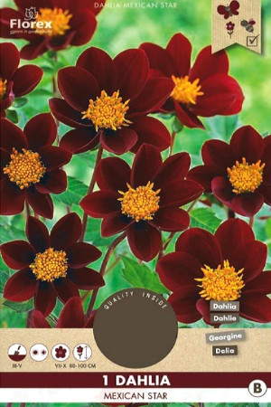 Dahlia Mignon Mexican Star - Single flowered