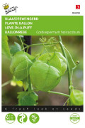 Love-in-a-puff Cardiospermum seeds