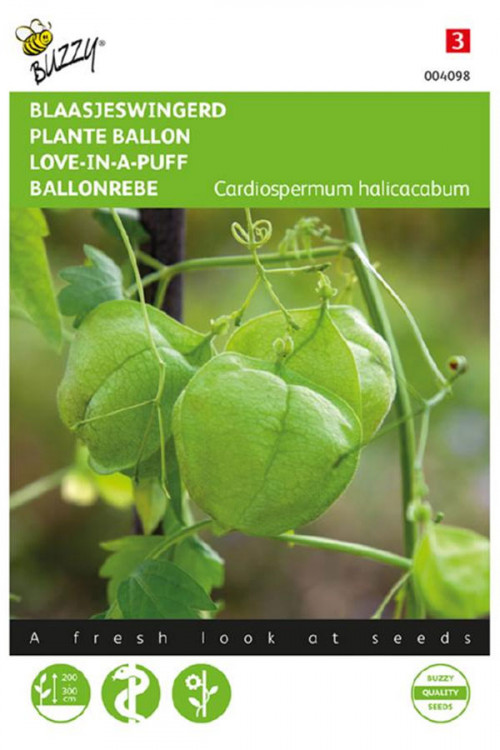 Blaasjeswingerd Cardiospermum zaden