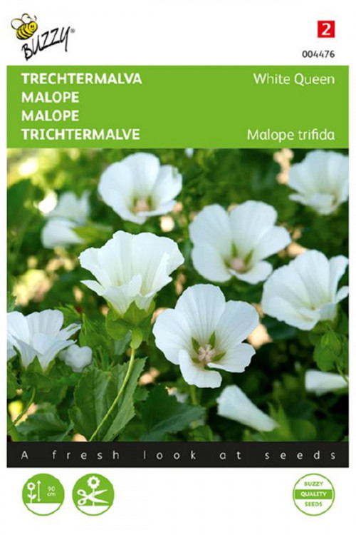 White Queen Malope seeds