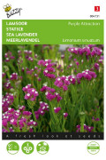 Purple Attraction Sea lavender Limonium seeds