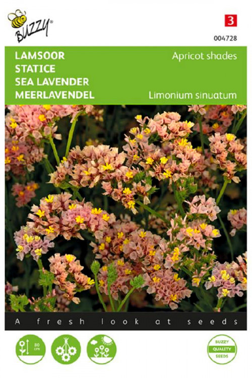 Apricot shades Sea lavender Limonium seeds