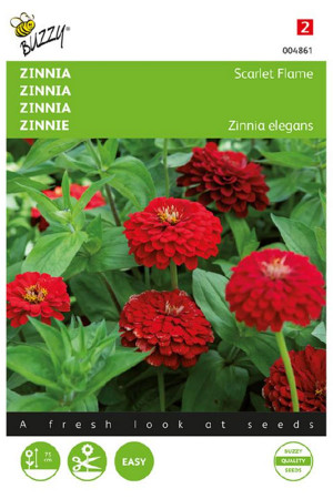 Scarlet Flame Zinnia seeds