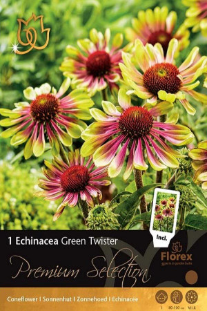 Echinacea Green Twister Bulb