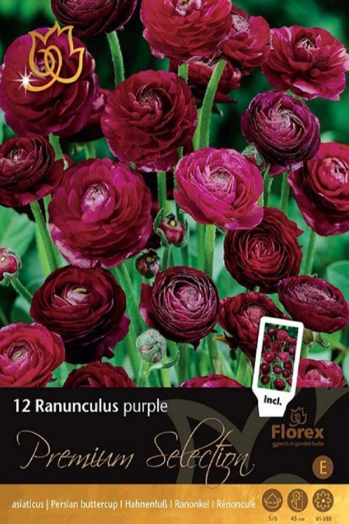 Ranunculus Purple 12pc Bulb