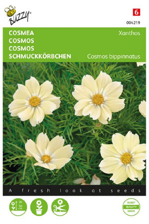 Cosmea Xanthos Cosmos seeds