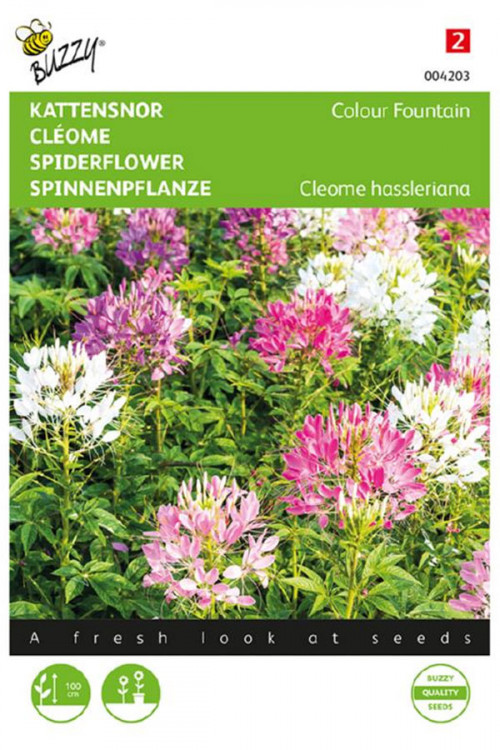 Colour Fountain Cleome - Spider Flower seeds