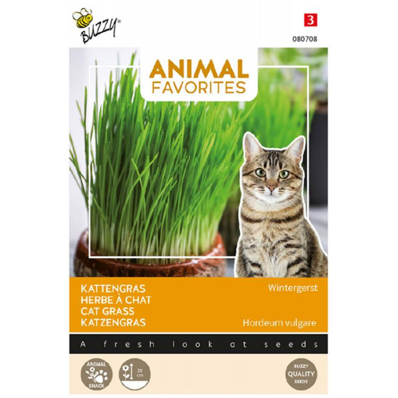 Cat grass seeds Animal Favorites Ornamental Other • Tuinzaden.eu