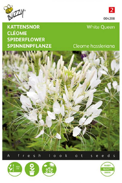 White Queen Cleome Spider Flower seeds