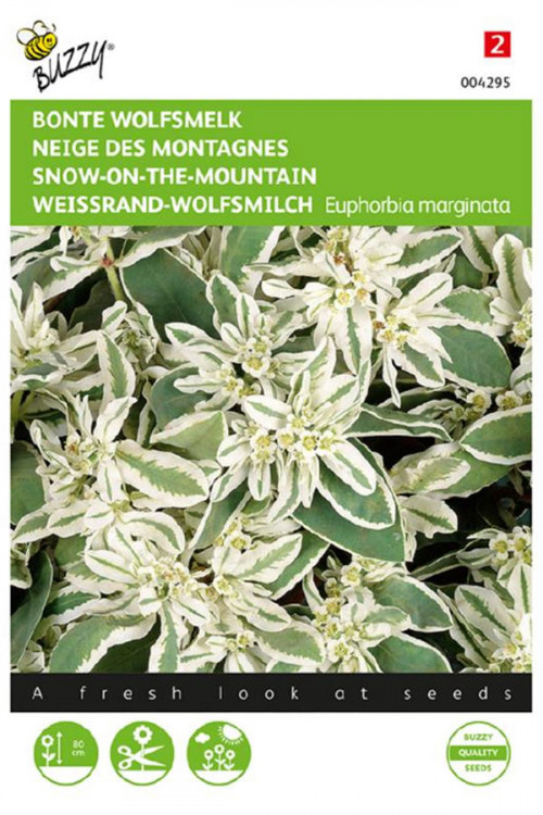 Snow-on-the-mountain Euphorbia seeds