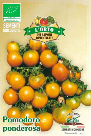 Pomodoro Ponderosa tomaten...