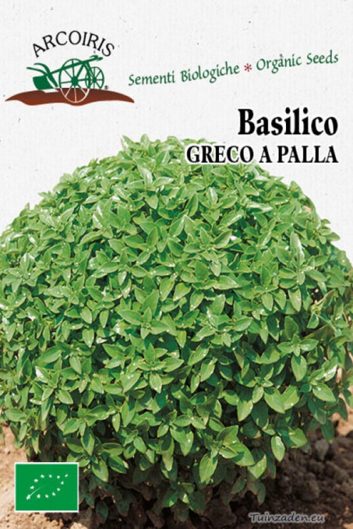 Basilico Greco a Palla Basil organic seeds