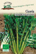 Catalogna Gigante di Chioggia Chicory organic seeds