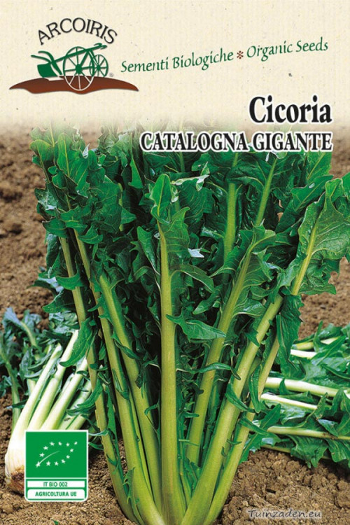 Catalogna Gigante di Chioggia Chicory organic seeds