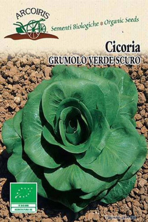 Cicoria a Grumolo Verde Scuro Chicory organic seeds
