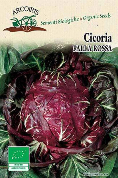 Cicoria Palla Rossa 3 Chicory organic seeds