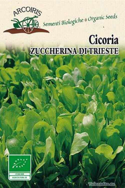 Cicoria Zuccherina di Trieste Chicory organic seeds