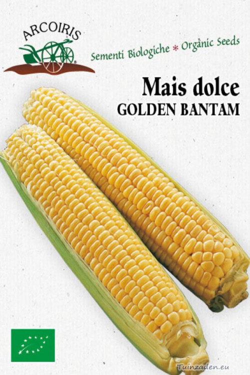 Dolce Golden Bantam Sweet Corn organic seeds