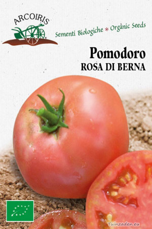 Pomodoro Berner Rose tomaten BIO zaden