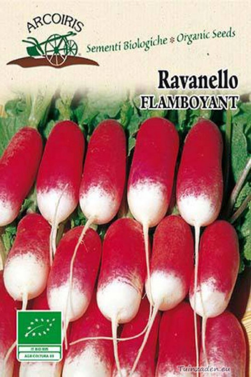 Ravanello Mezzo Lungo Flamboyant 3 radish organic seeds