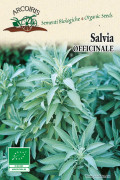 Salvia Officinale Sage organic seeds