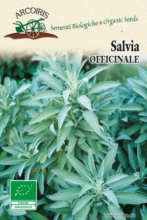Salvia Officinale Sage...