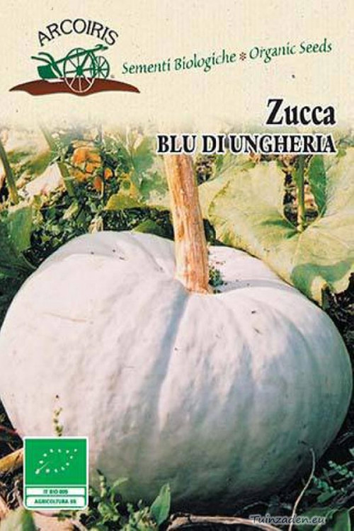 Zucca Bleu de Hongrie pumpkin organic seeds