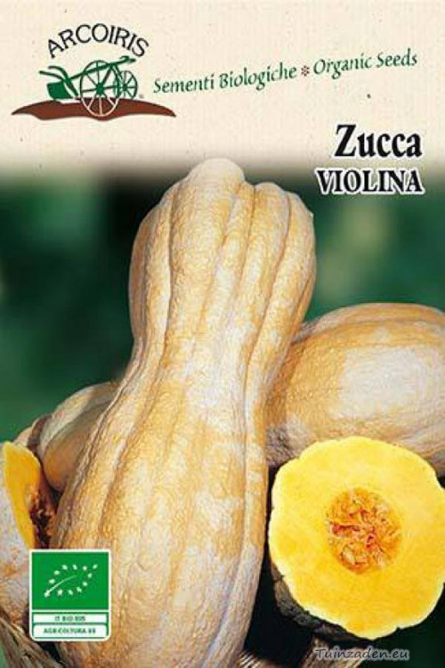 Zucca Violina pumpkin organic seeds