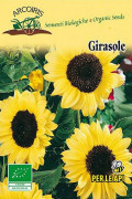 Girasole Fiori Gialli Ramificato Sunflower organic seeds