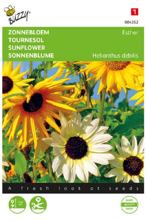 Esther Sunflowers Helianthus seeds