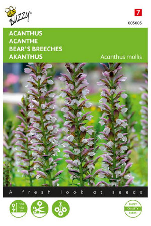 Bear’s breeches Acanthus seeds