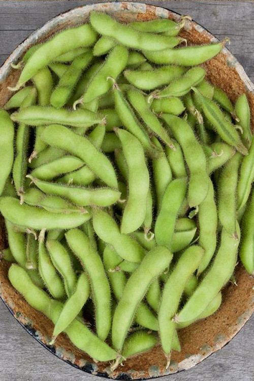 Chiba Green Soy Bean Edamame organic seeds